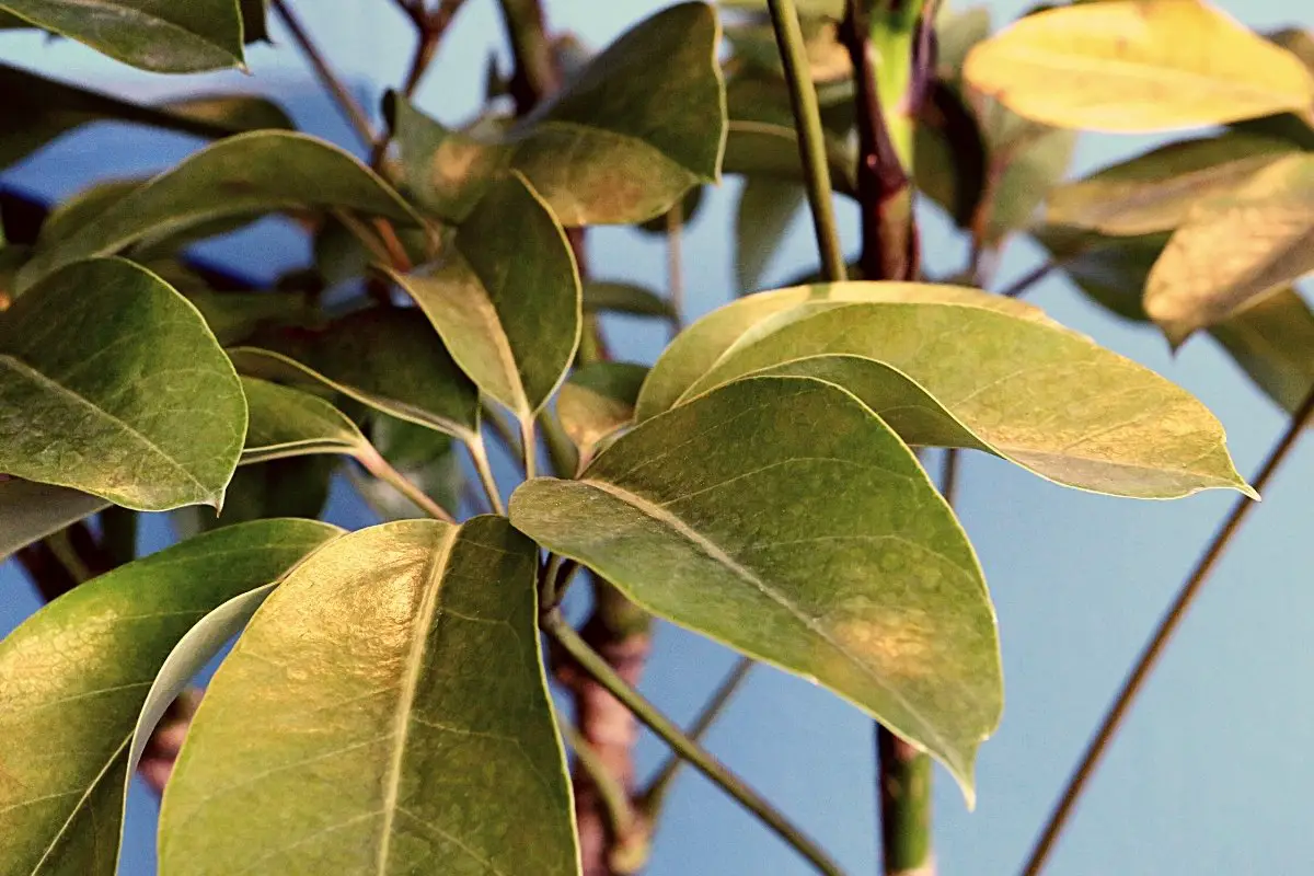 Brown Spots On Schefflera Leaves - Is It A Disease