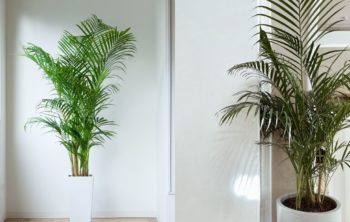 Cat Palm vs Areca Palm - 6 Outstanding Differences and Similarities