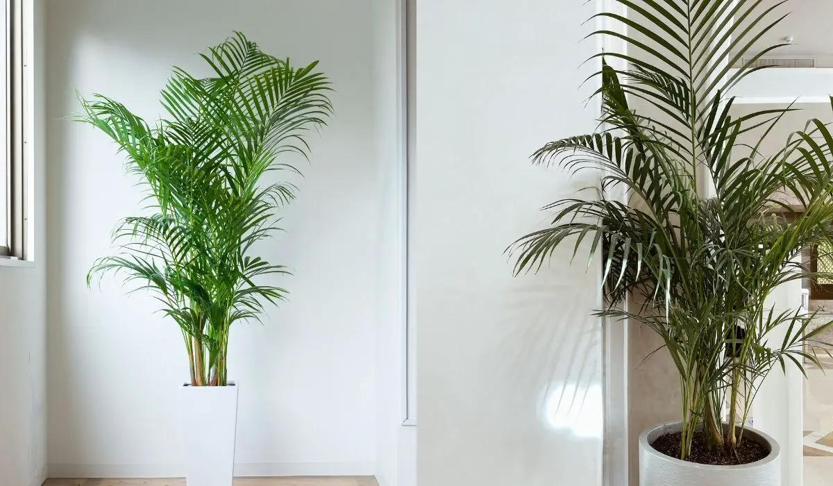 Cat Palm vs Areca Palm - 6 Outstanding Differences and Similarities