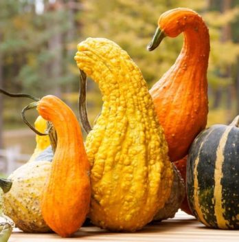 Different Types Of Gourds
