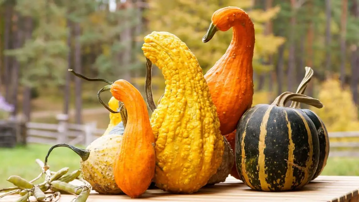 Different Types Of Gourds