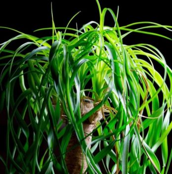 How Big Do Ponytail Palms Get