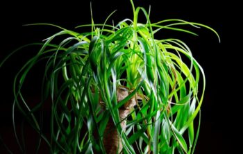 How Big Do Ponytail Palms Get