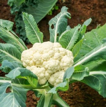 How Far Apart To Plant Cauliflower
