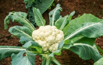 How Far Apart To Plant Cauliflower
