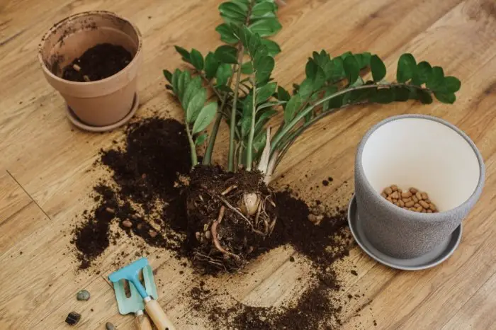 How To Repot A ZZ Plant