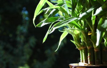 How to make lucky bamboo grow more branches