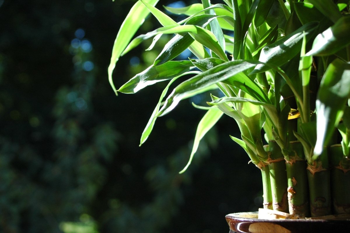 How to make lucky bamboo grow more branches