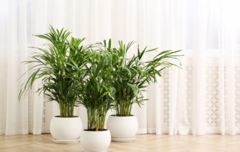 Indoor Palm Plant Identification