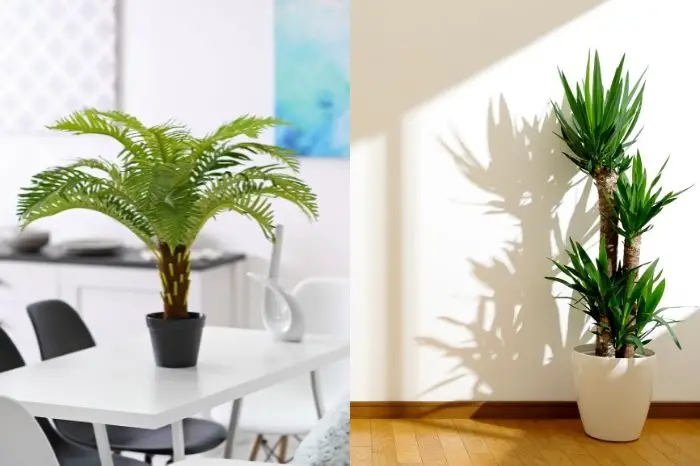 Indoor Plant Looks Like A Palm Tree, But It's Not A True Palm