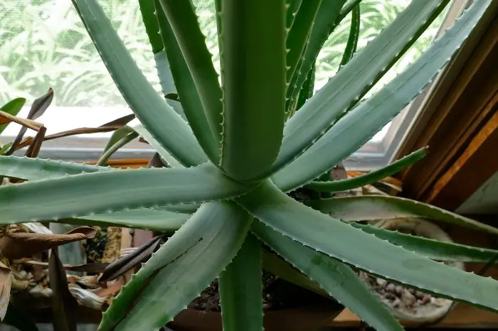 Is A Skinny Aloe Plant Normal