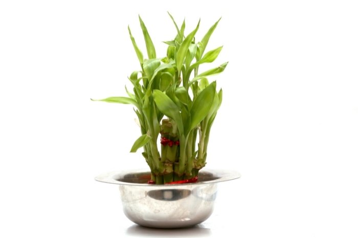 Maintaining Your Lucky Bamboo Plant