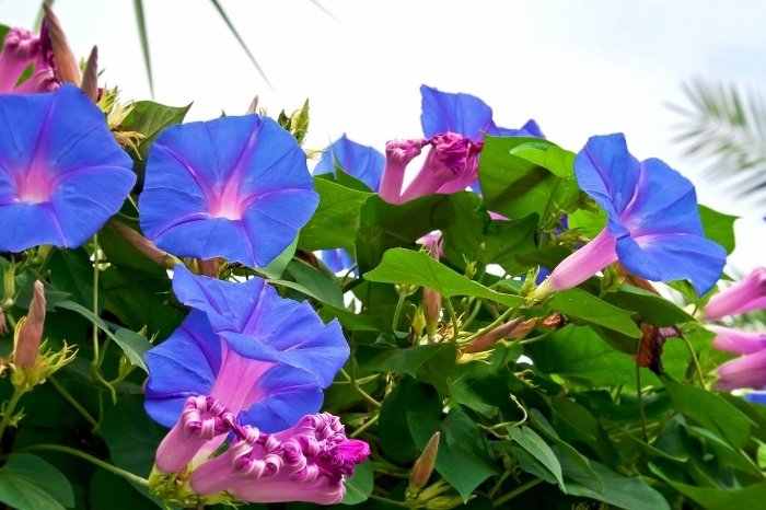 Morning Glory Flower - What's So Special About It