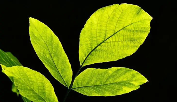 Plant Leaves Turning Light Green Here Are The 7 Possible Reasons