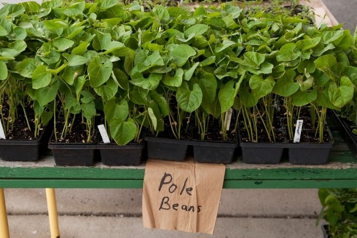 Pole Beans - What Are They