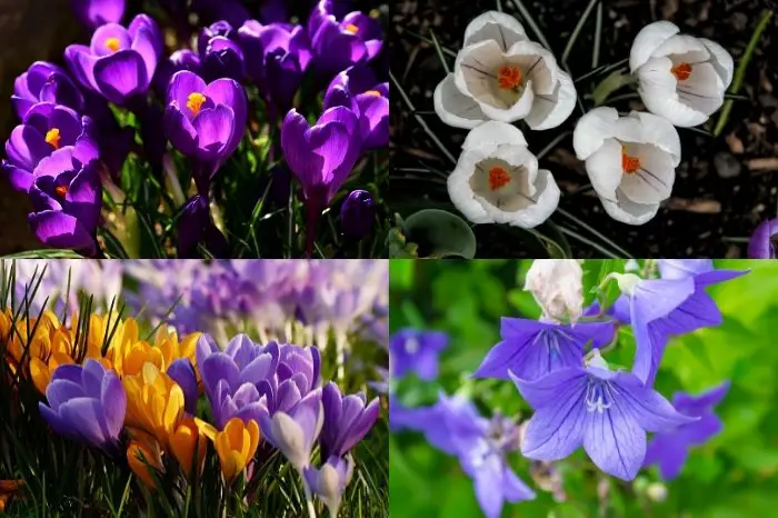 Recommended Varieties Of Crocus Bulbs You Can Grow