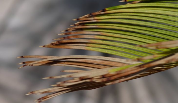 Should I Cut Off Brown Palm Leaves From My Tree?