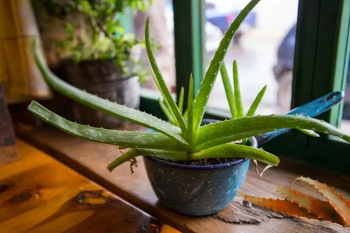 Should I Remove Brown Aloe Leaves From The Plant