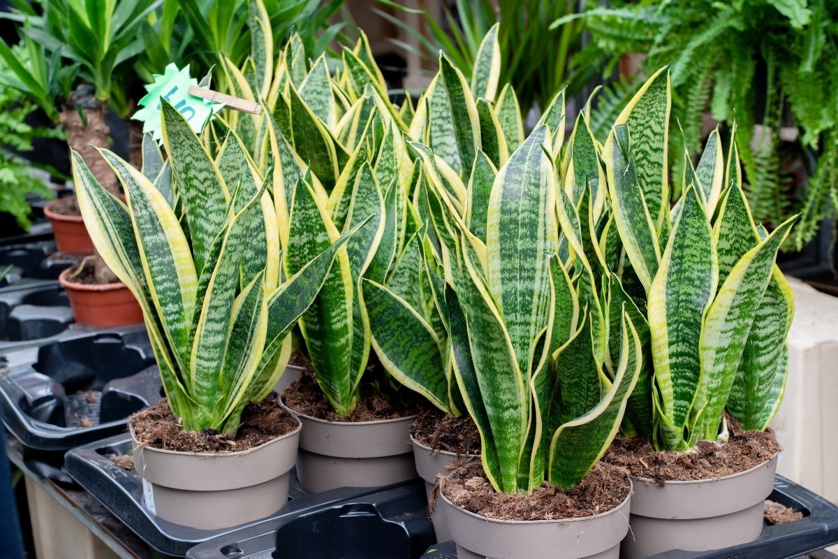 Snake Plant Cold Damage And Prevention