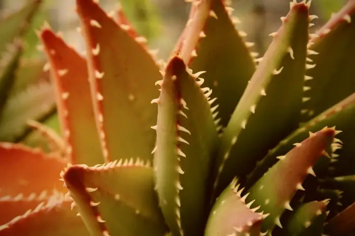 Sunburnt Aloe Vera Plants Symptoms