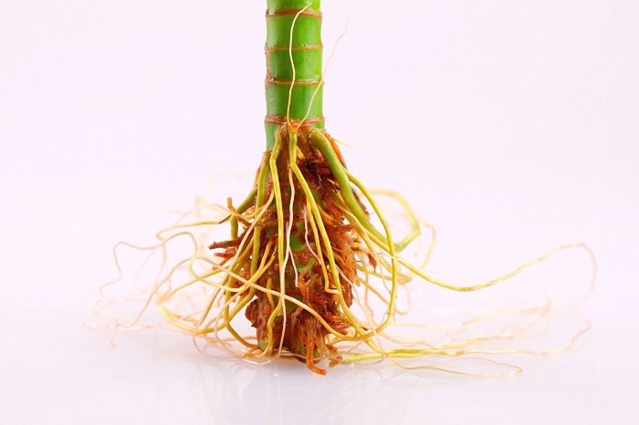 What Do Orange Plant Roots Mean