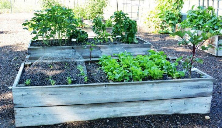 What Do You Fill A Raised Garden Bed With