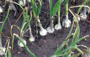 When Should Onions Be Planted