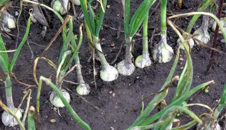 When Should Onions Be Planted