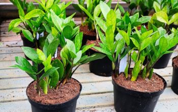 ZZ Plant Pot Size - Is A Smaller Pot Better