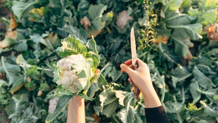 how far apart do you plant cauliflower