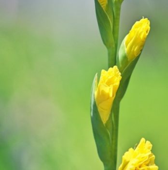 cropped-How-Tall-Do-Gladiolus-Get.jpg