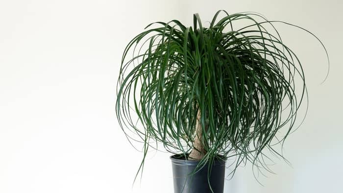 how tall do ponytail palms grow