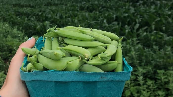how to plant sugar snap peas