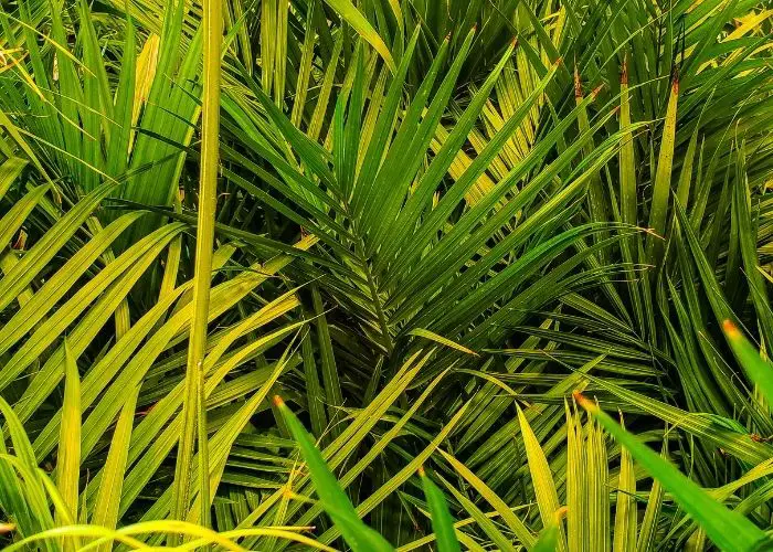 majesty palm sunlight