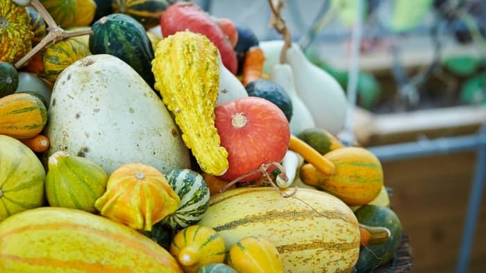 types of gourds