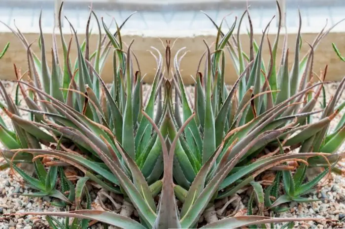 Aloe Vera Plants Survive Cold