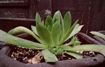 Can Aloe Vera Plants Survive Cold
