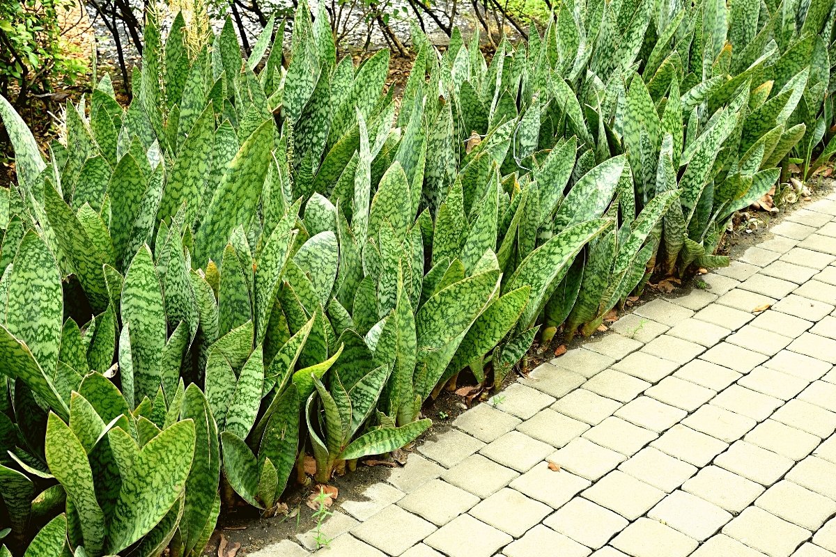 snake plant outdoors