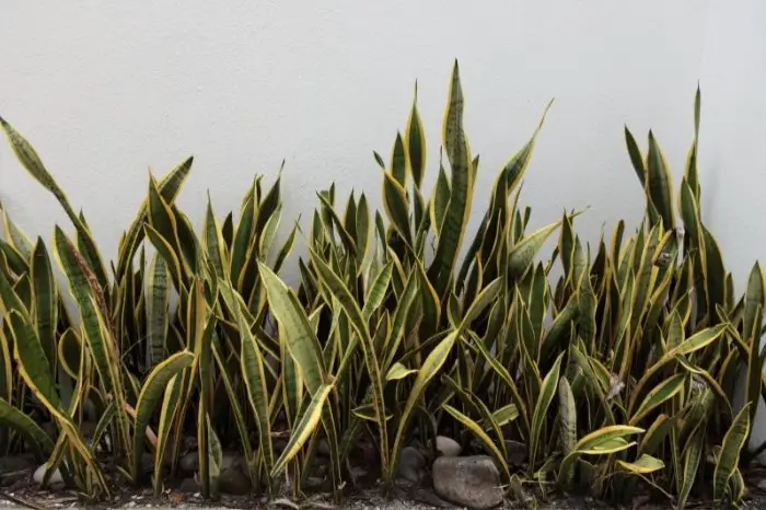 Causes Of A Broken Snake Plant Leaf - Drought and Heat