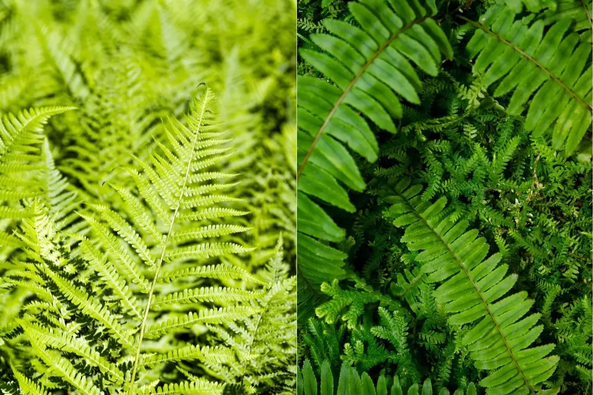 Comparison between macho fern vs. boston fern