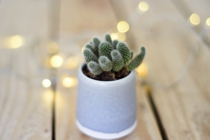 Decorating House Plants With Lights