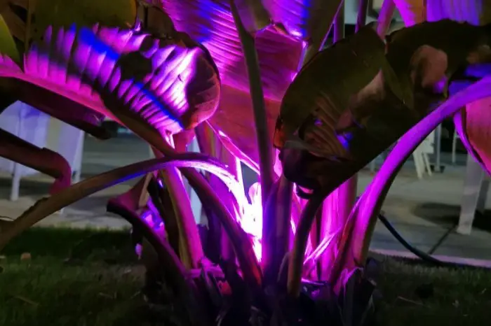 Decorative Plant Lights