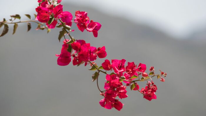 pink flowers of spain