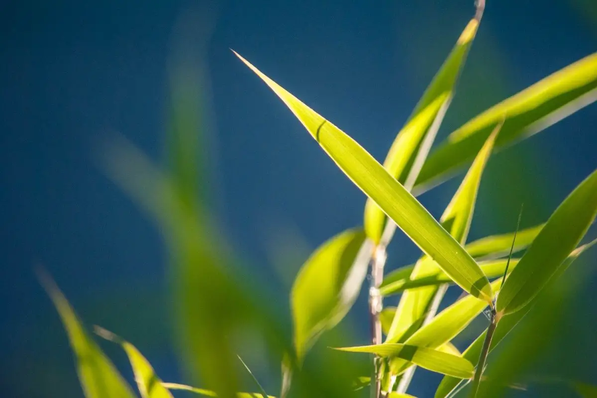 Do Bamboo Plants Need Sunlight To Grow