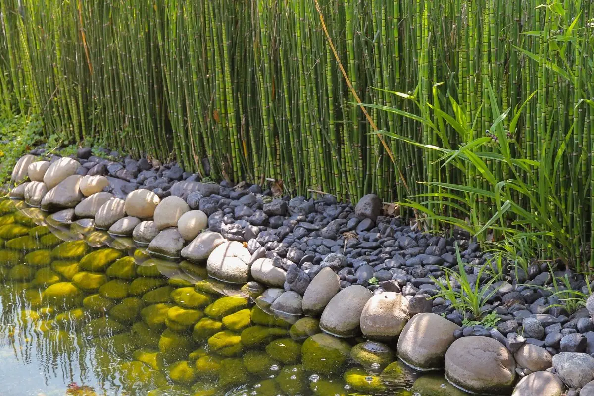 does bamboo need soil
