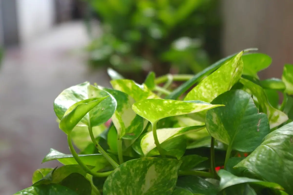 Does Money Plant Need Sunlight - The 5 Perfect Spots For This Plant