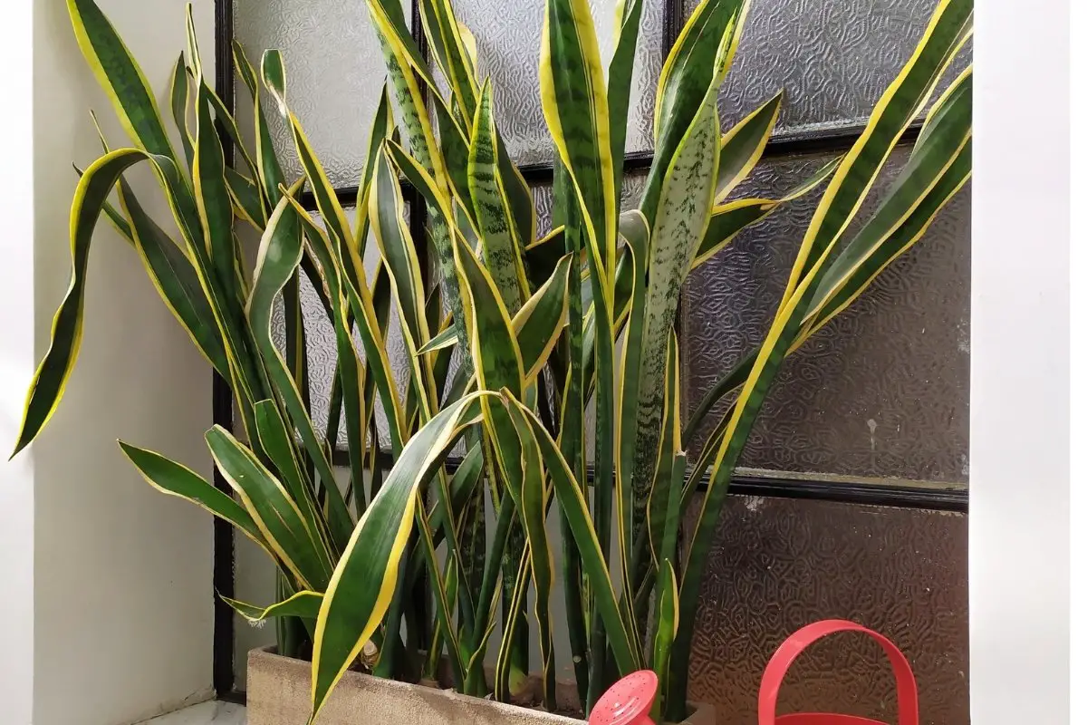 Everything about a broken snake plant leaf and how to fix it