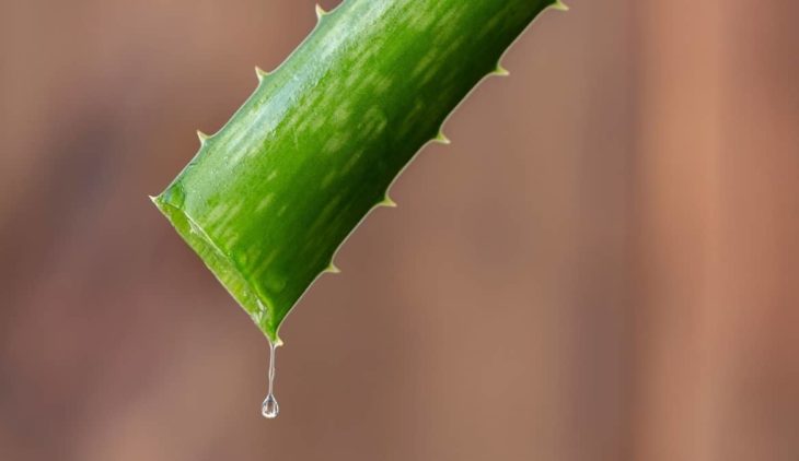 How Easy Do Aloe Leaves Grow Back