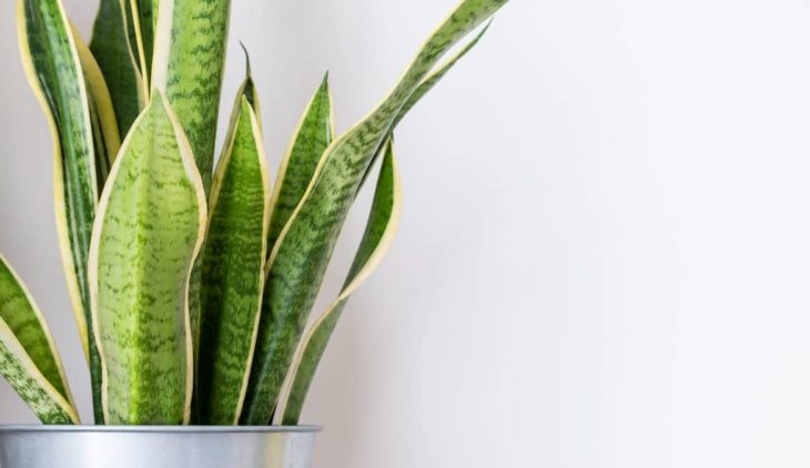 How To Grow Your Snake Plant Too Tall Best Things You Need To Know