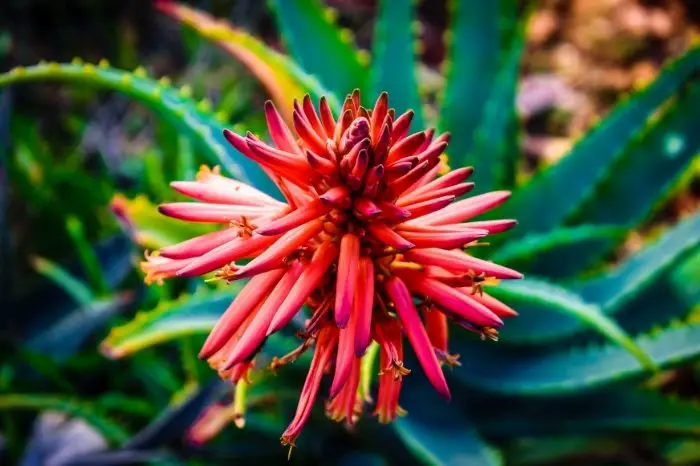 How To Use The Aloe Vera Flower - What To Do With Aloe Vera Flower